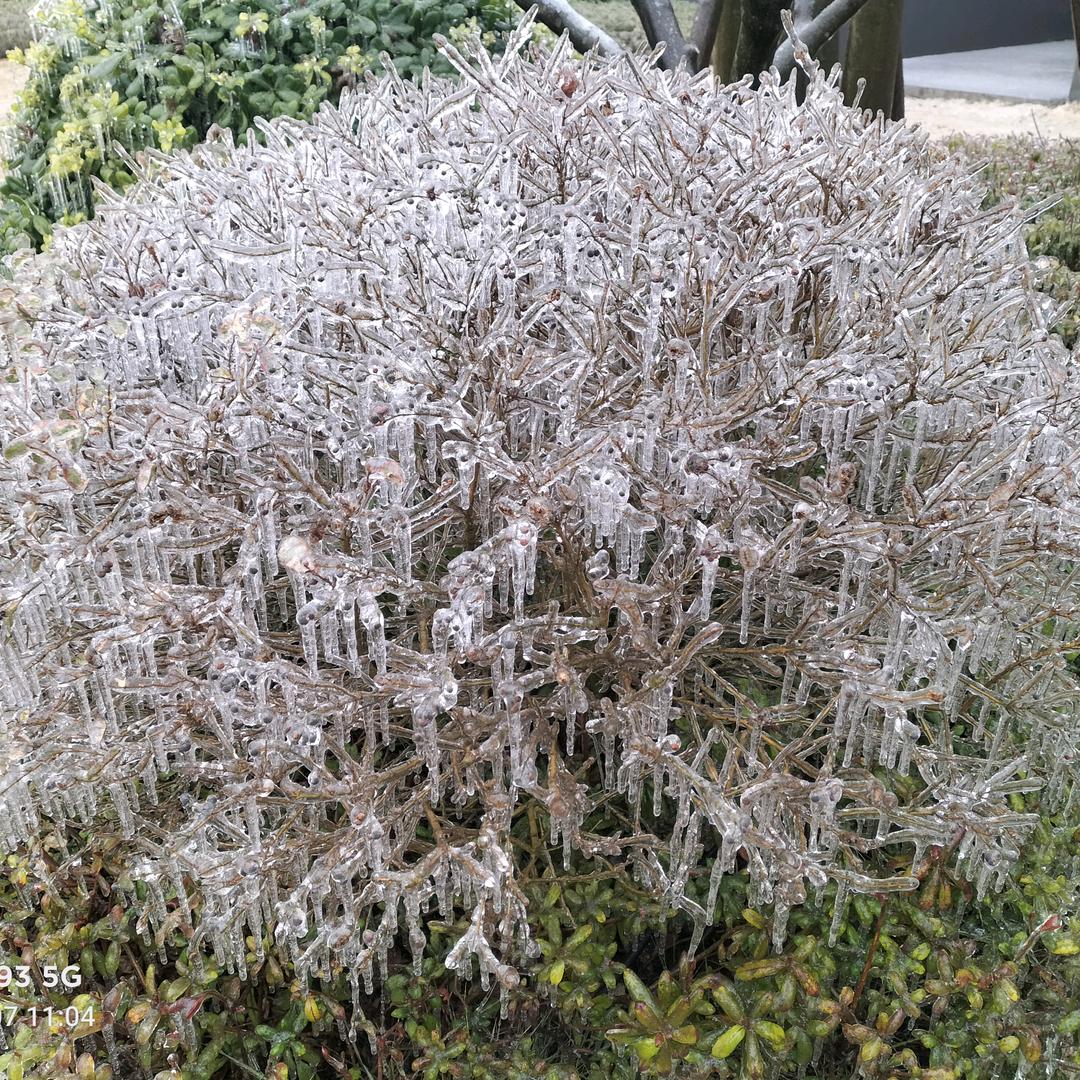 谭老鸭