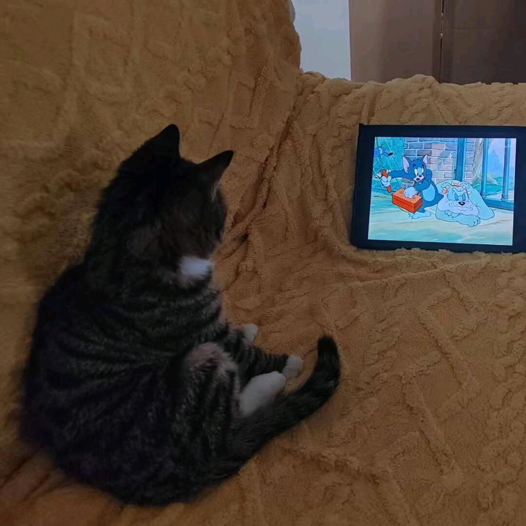 自律珺