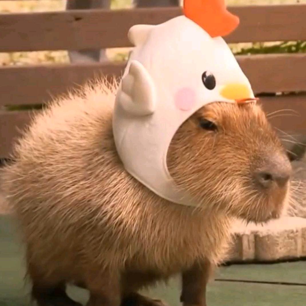 🌈卡皮巴拉🌈