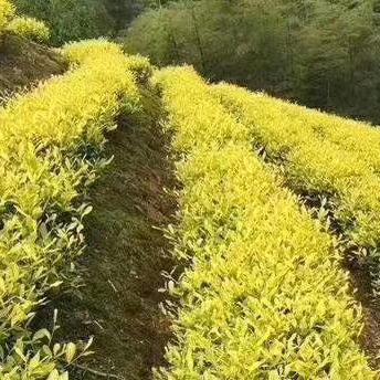 茶马古道.
