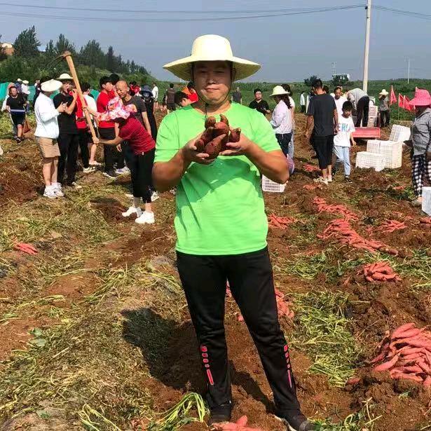 岭上蜜薯