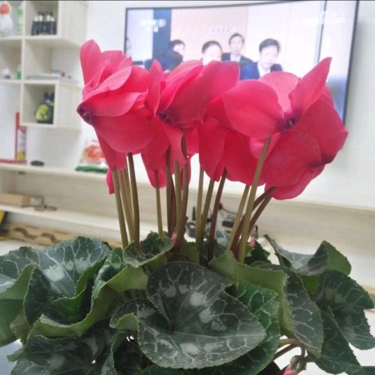 🌹高山流水🌹