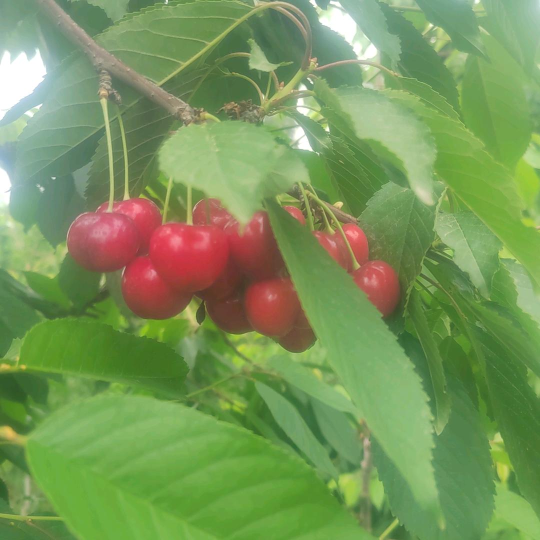 大学老师种樱桃