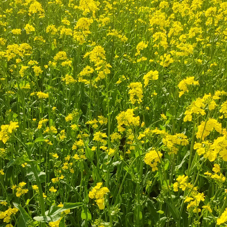 ꧁꫞꯭萤火虫꫞꧂