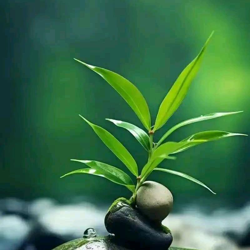 釧衍