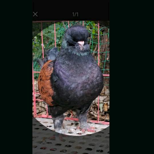 林观赏鸽；小号