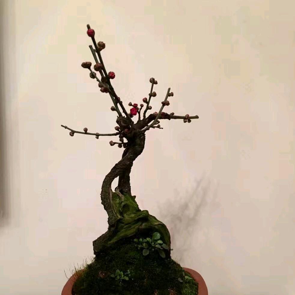 小红帽