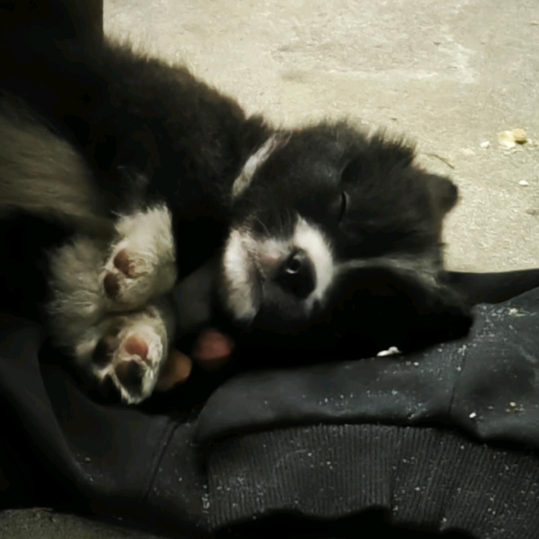 🌈酱香饼没有饼