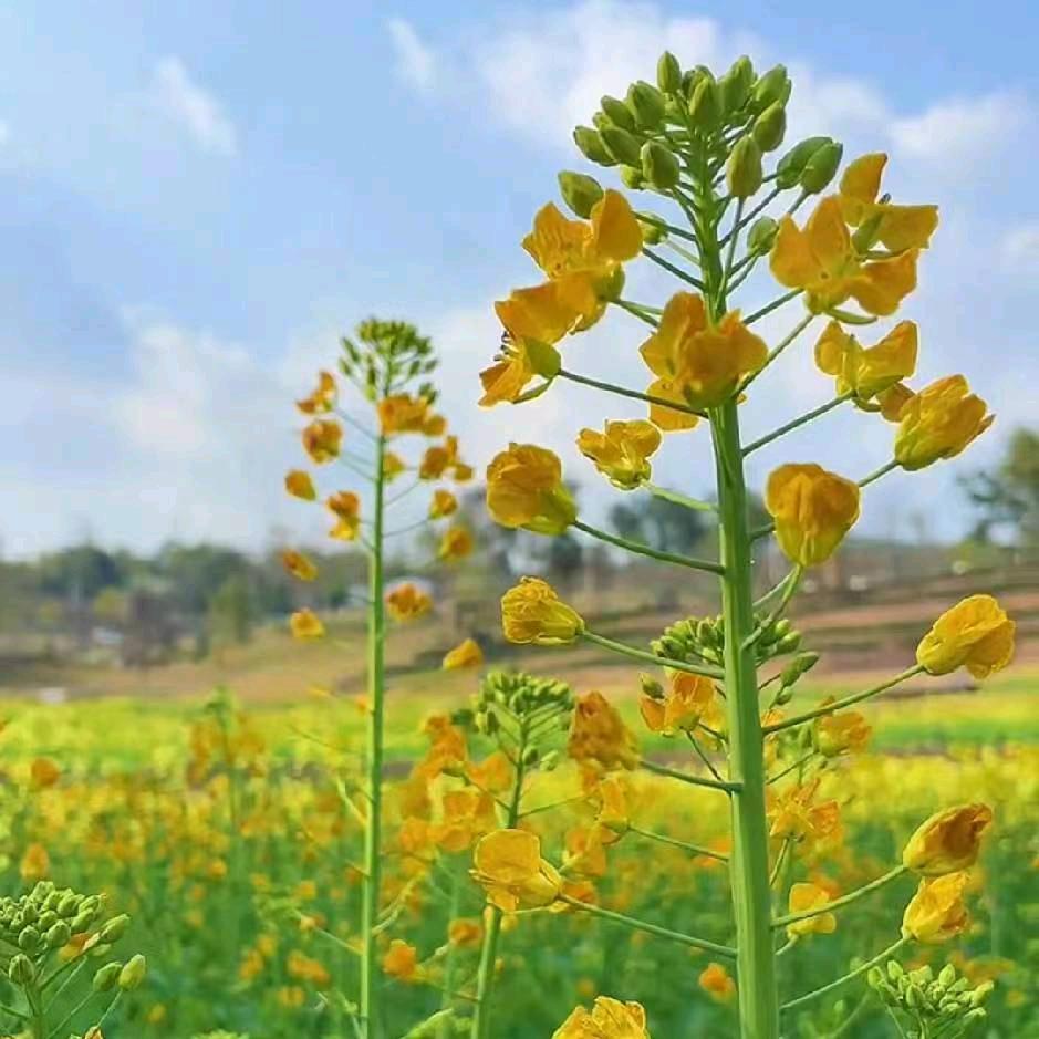 今生只为遇见你