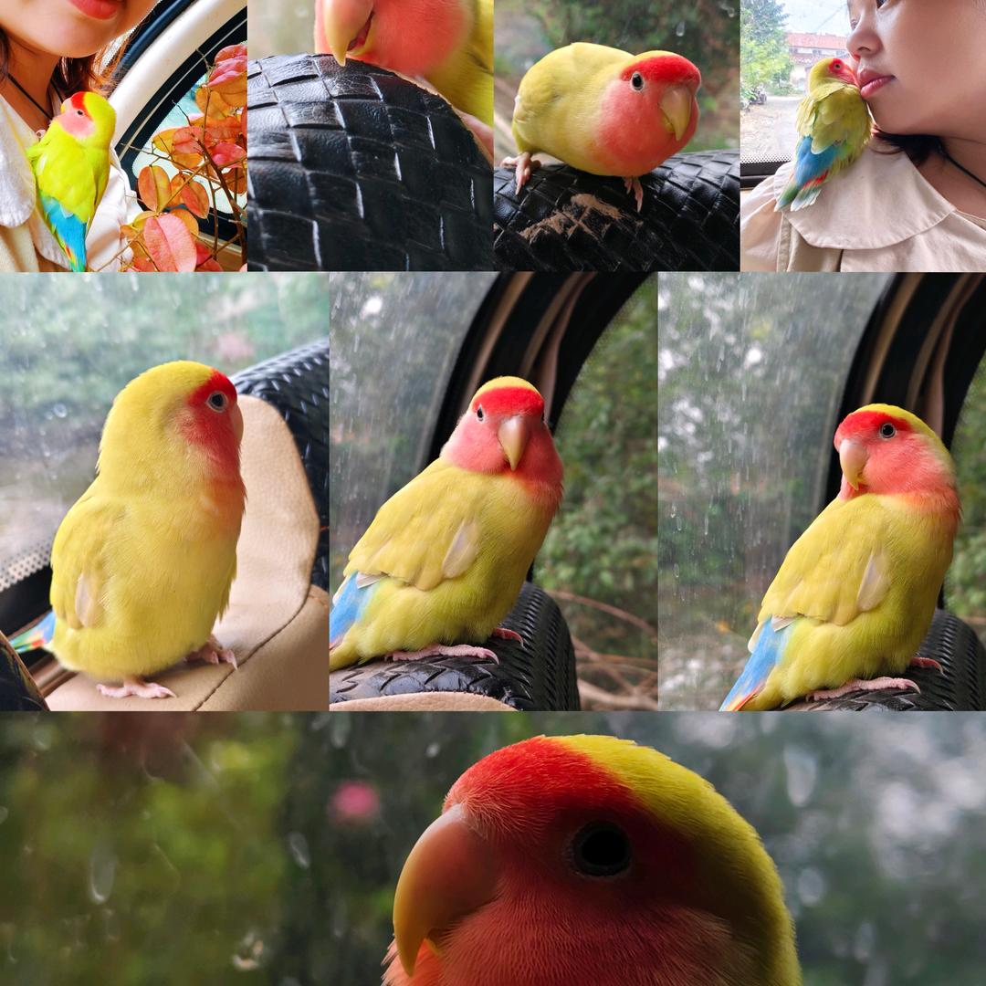 ，芒果很芒