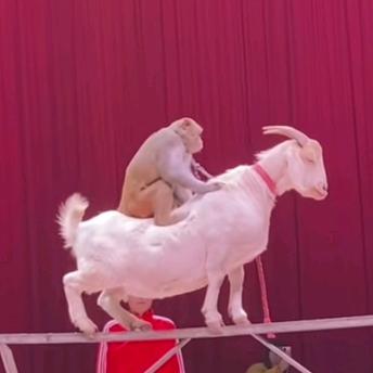 演出票票圈