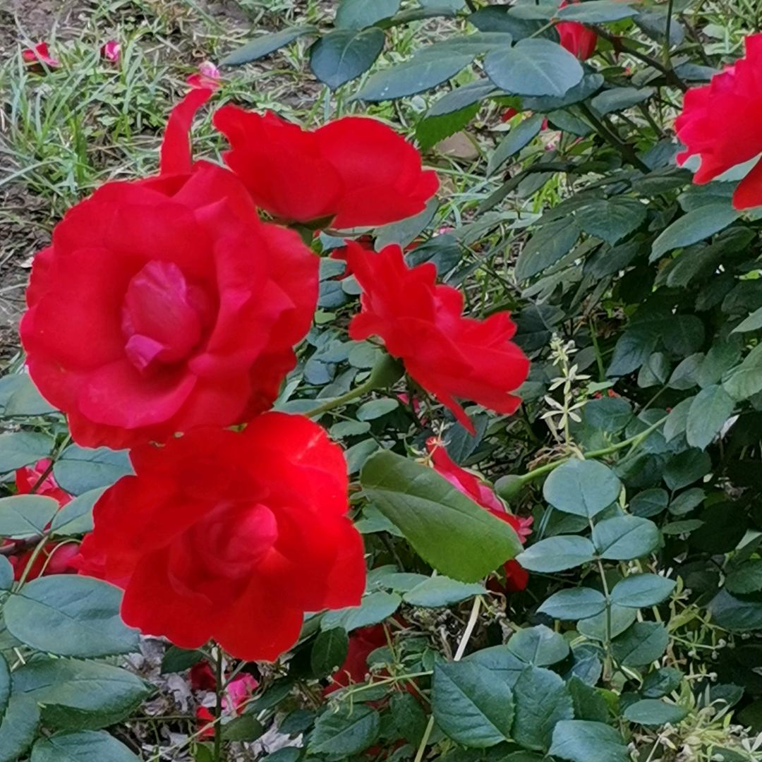 春天夏天秋天冬天chunzhi