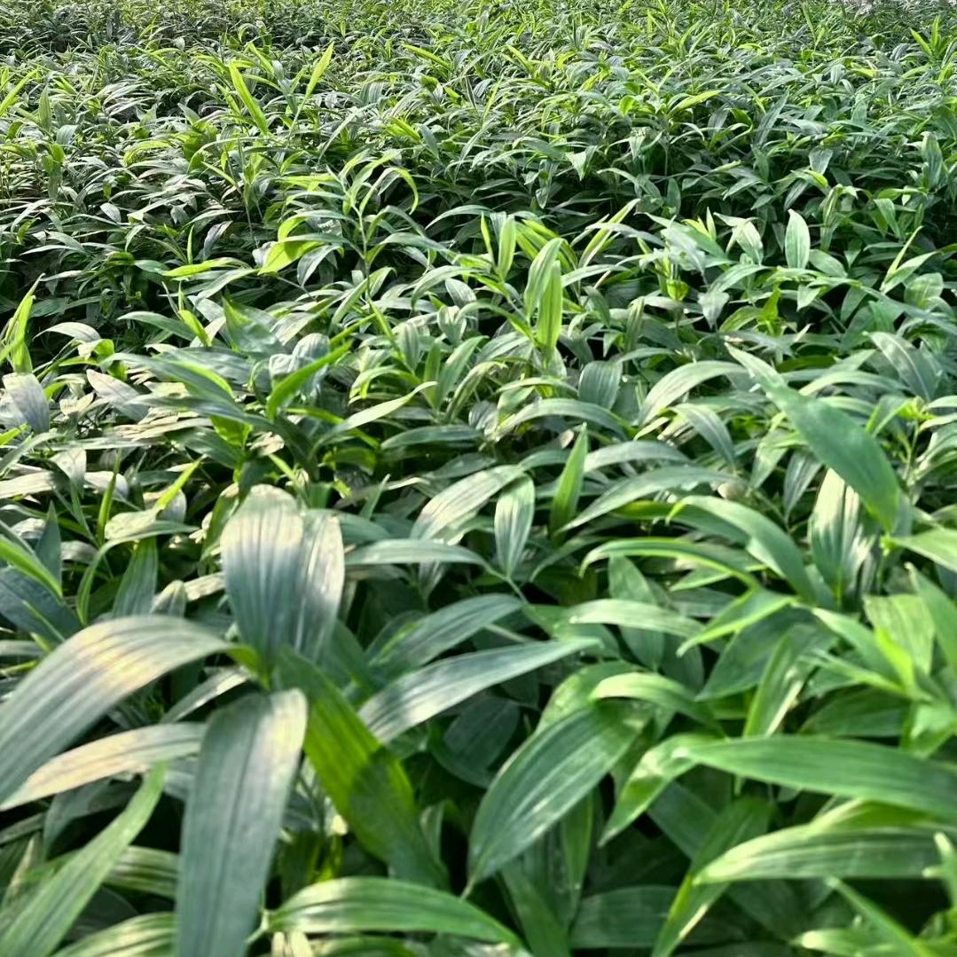 中科惠农中药材种植