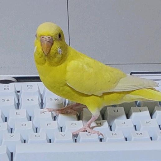 少主且慢行