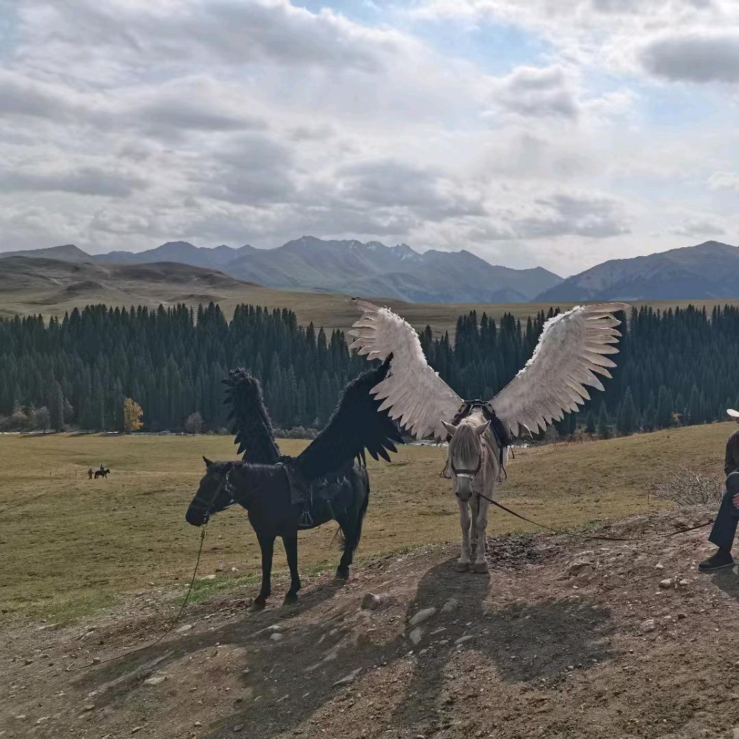 彩绘艺术照秘镜YY