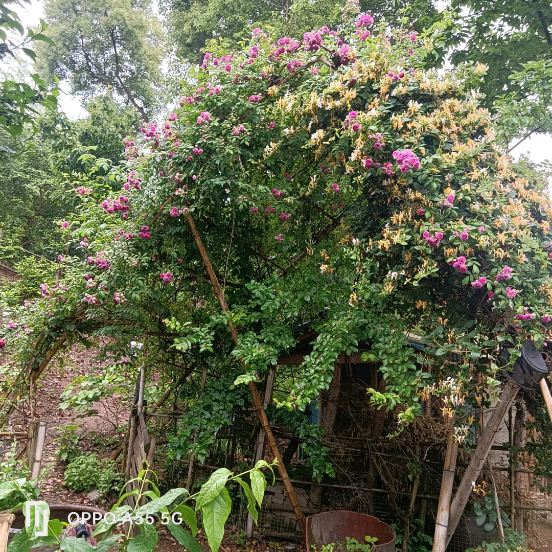缘梦