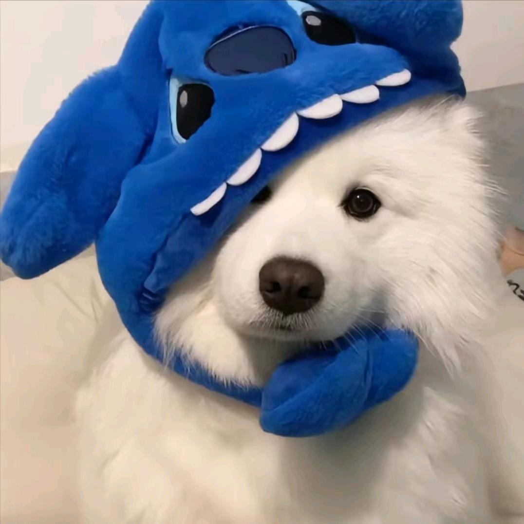 合团(｡･ω･｡)