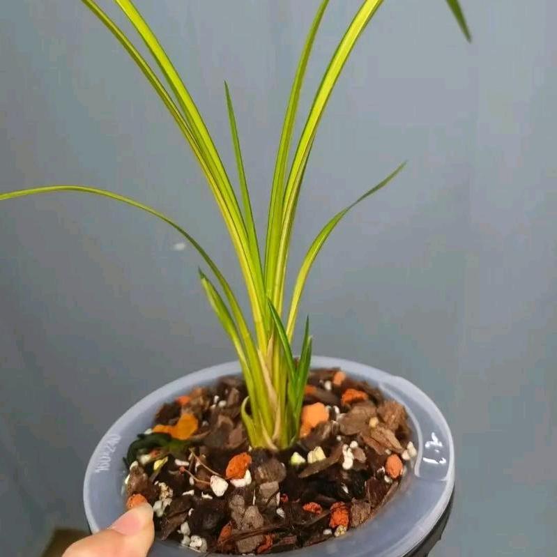 平平淡淡才是真