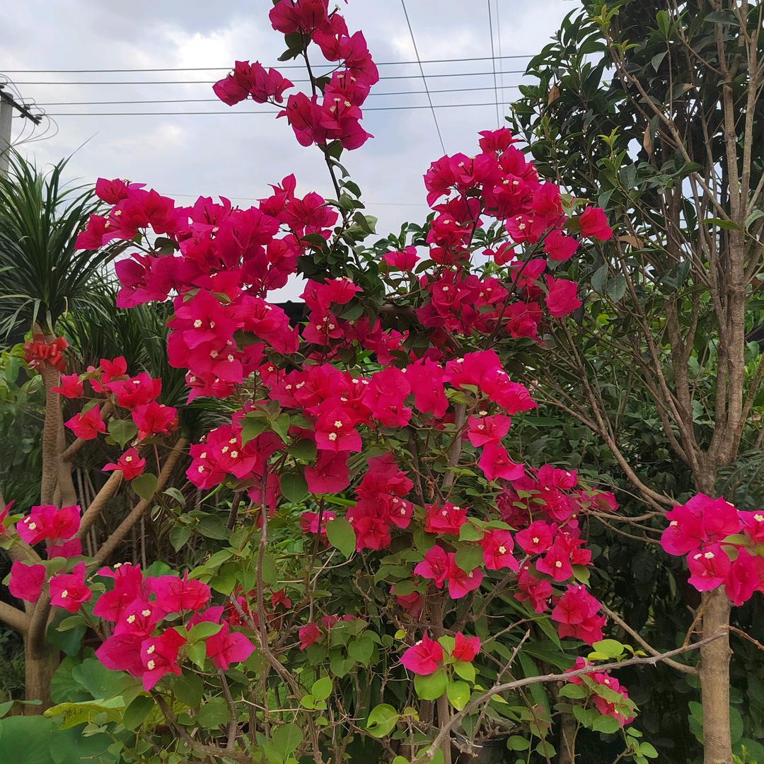 花絮