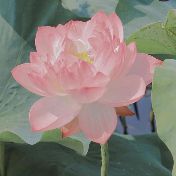 慧质兰芯