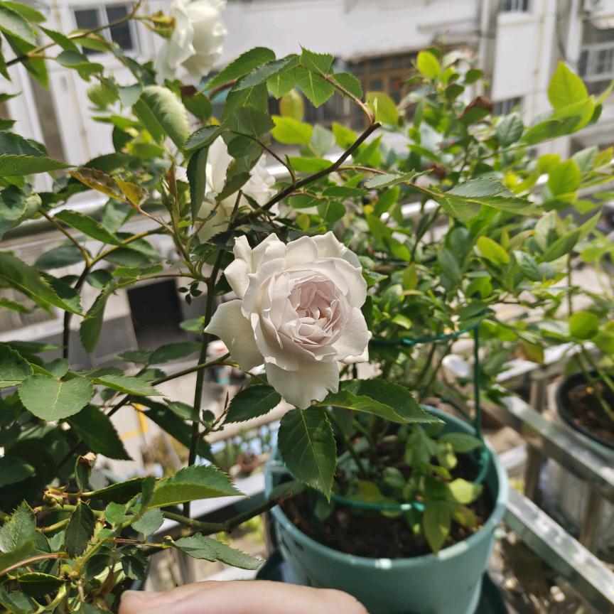 💐快乐