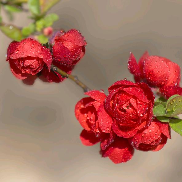 小花衣