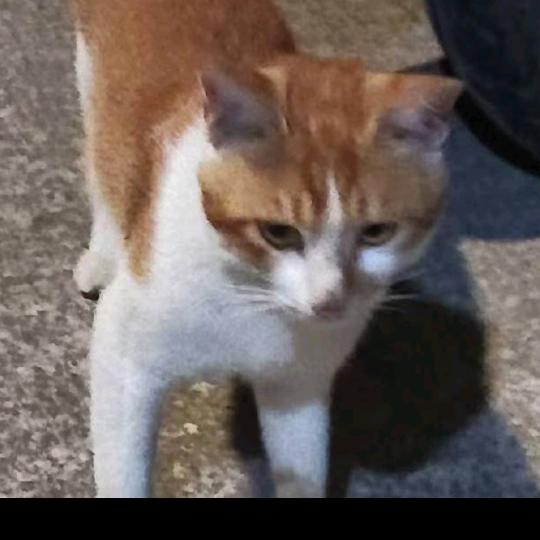 可爱多