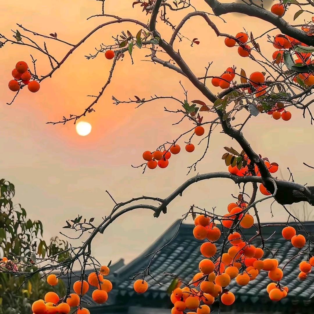 捌月🐾