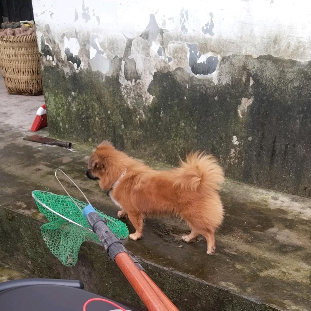 鱼儿