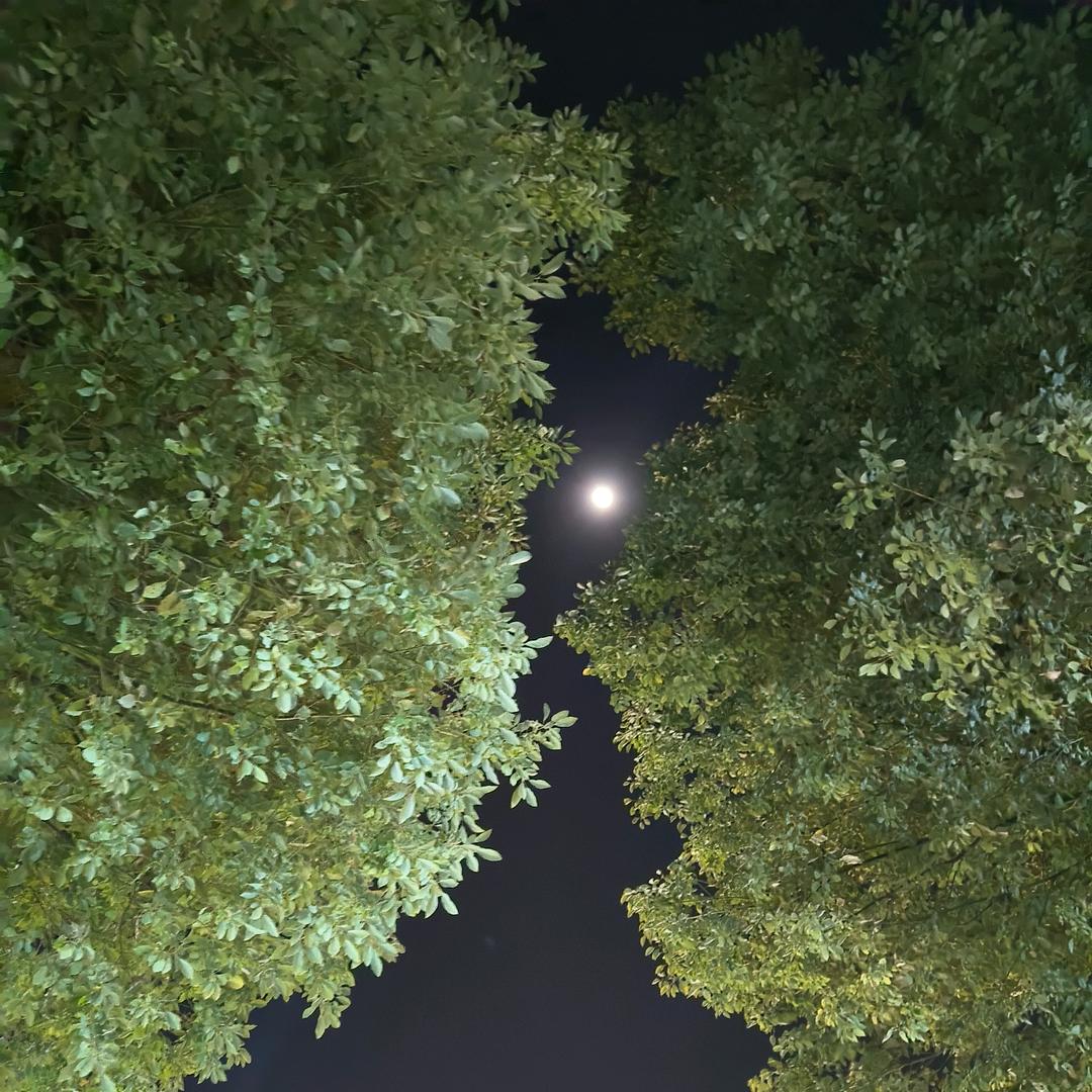 ᭄ꦿᩚ: 梅子᭄ꦿᩚ٭