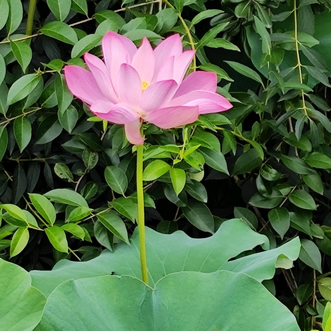 简单的幸福