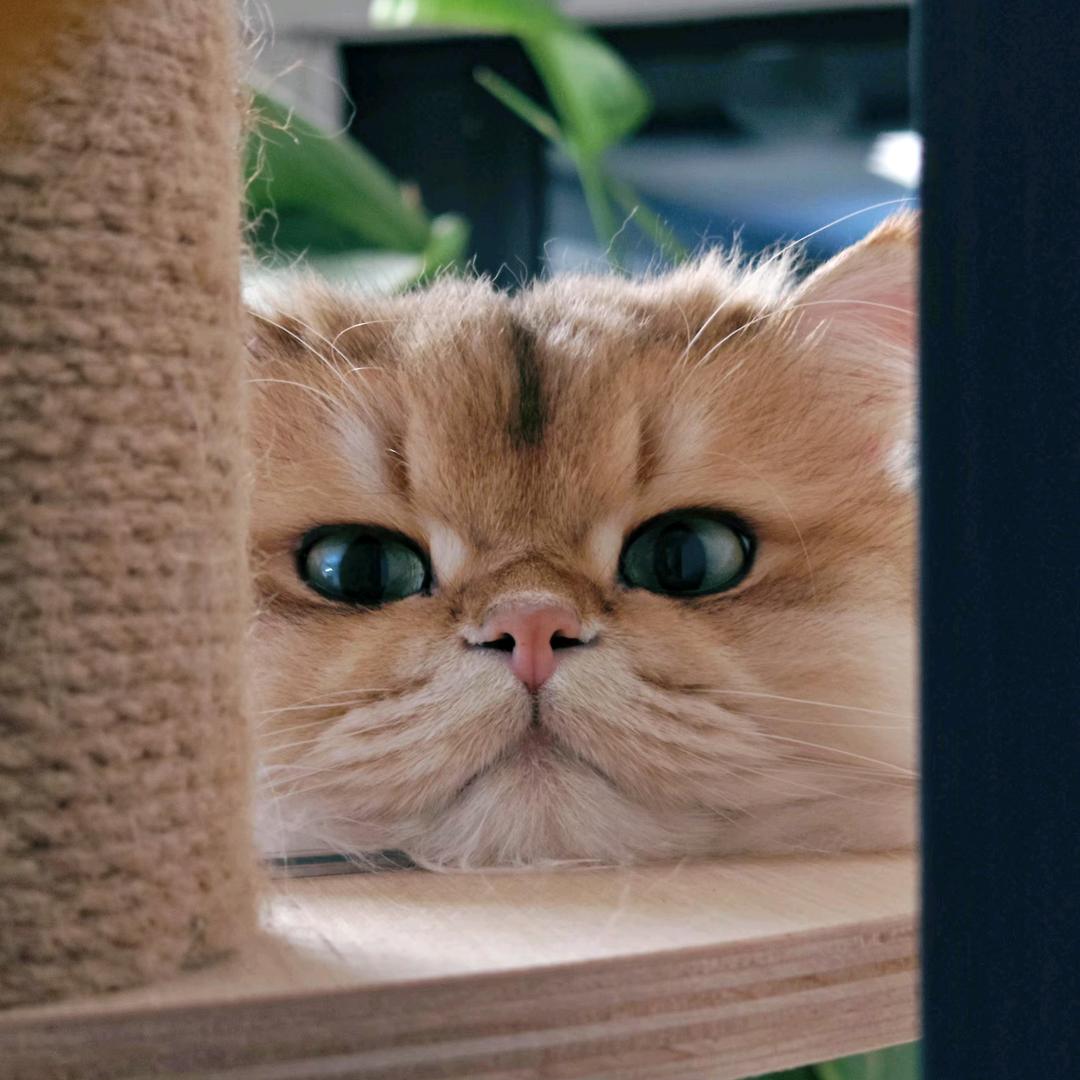 旺财旺财旺旺财