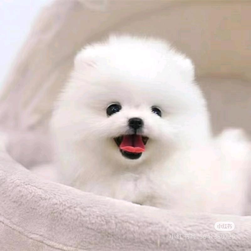 钱多多博美茶杯犬