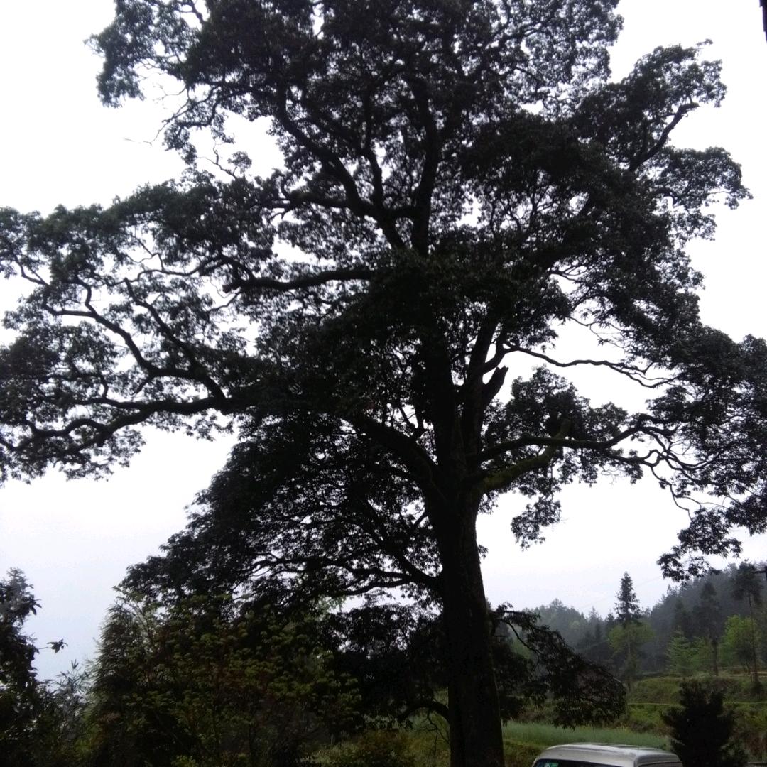 霜叶红于四月花