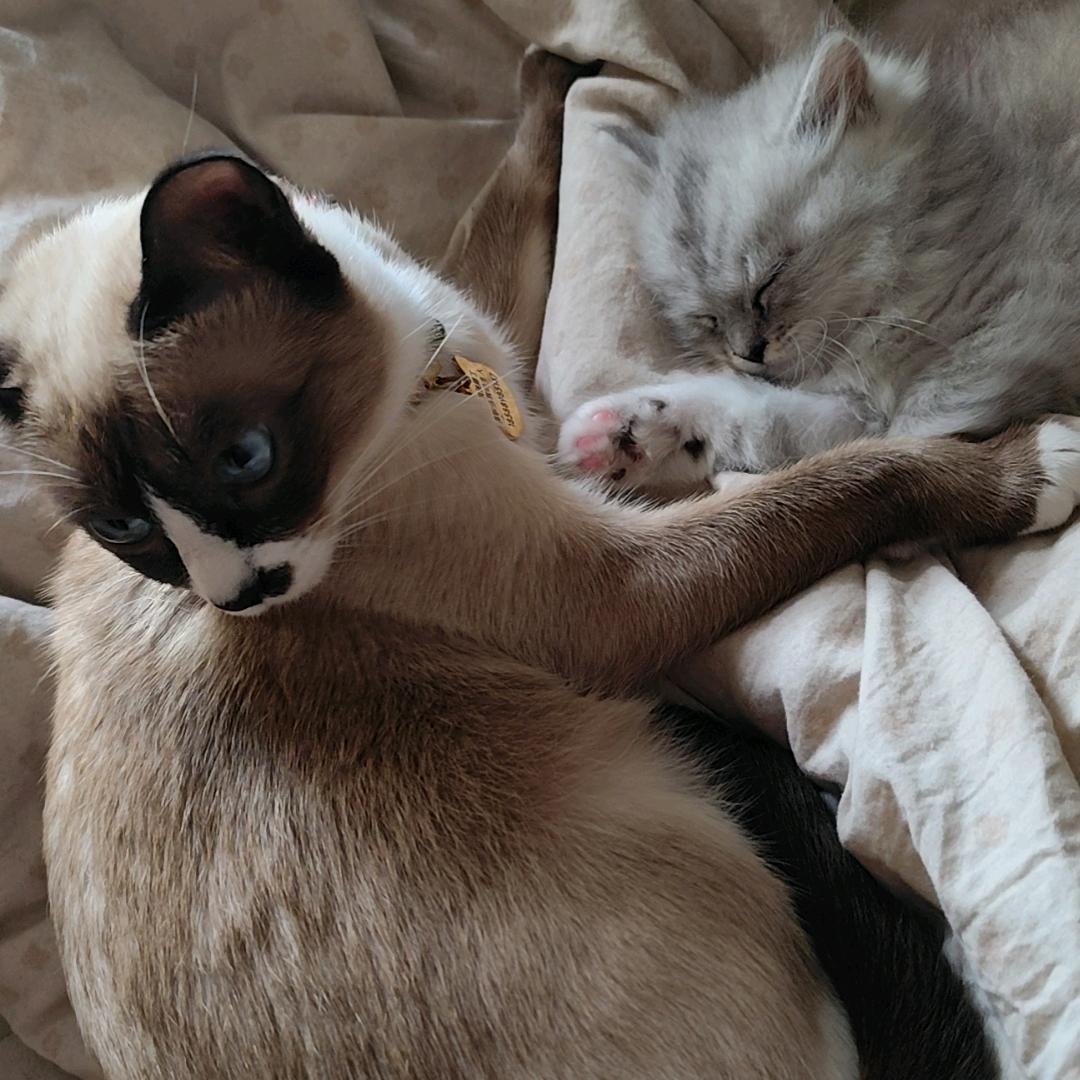 超级威猛鼠(三角洲行动)