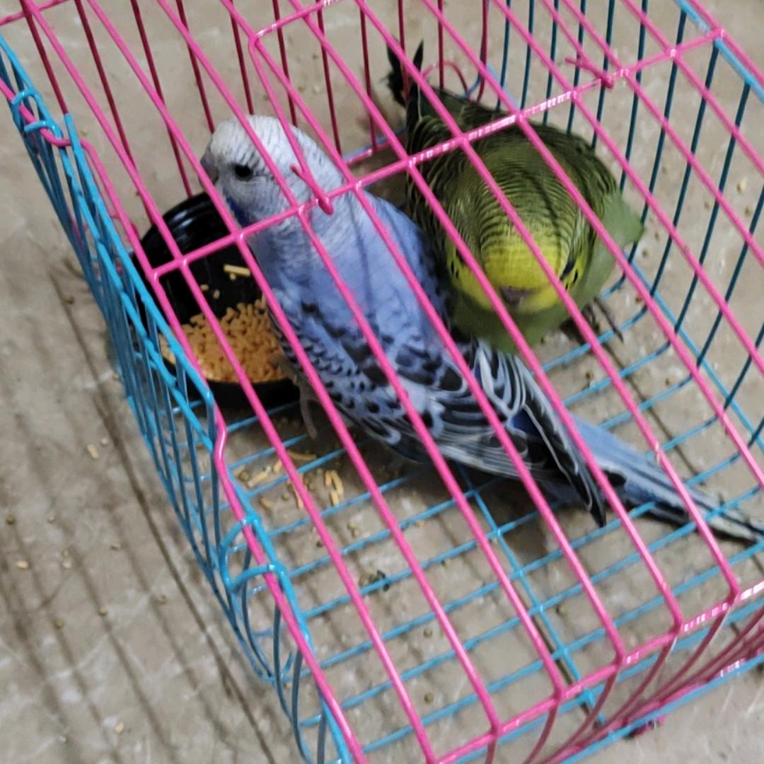黄增学