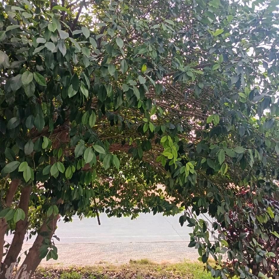 我家俩个妈妈的故事