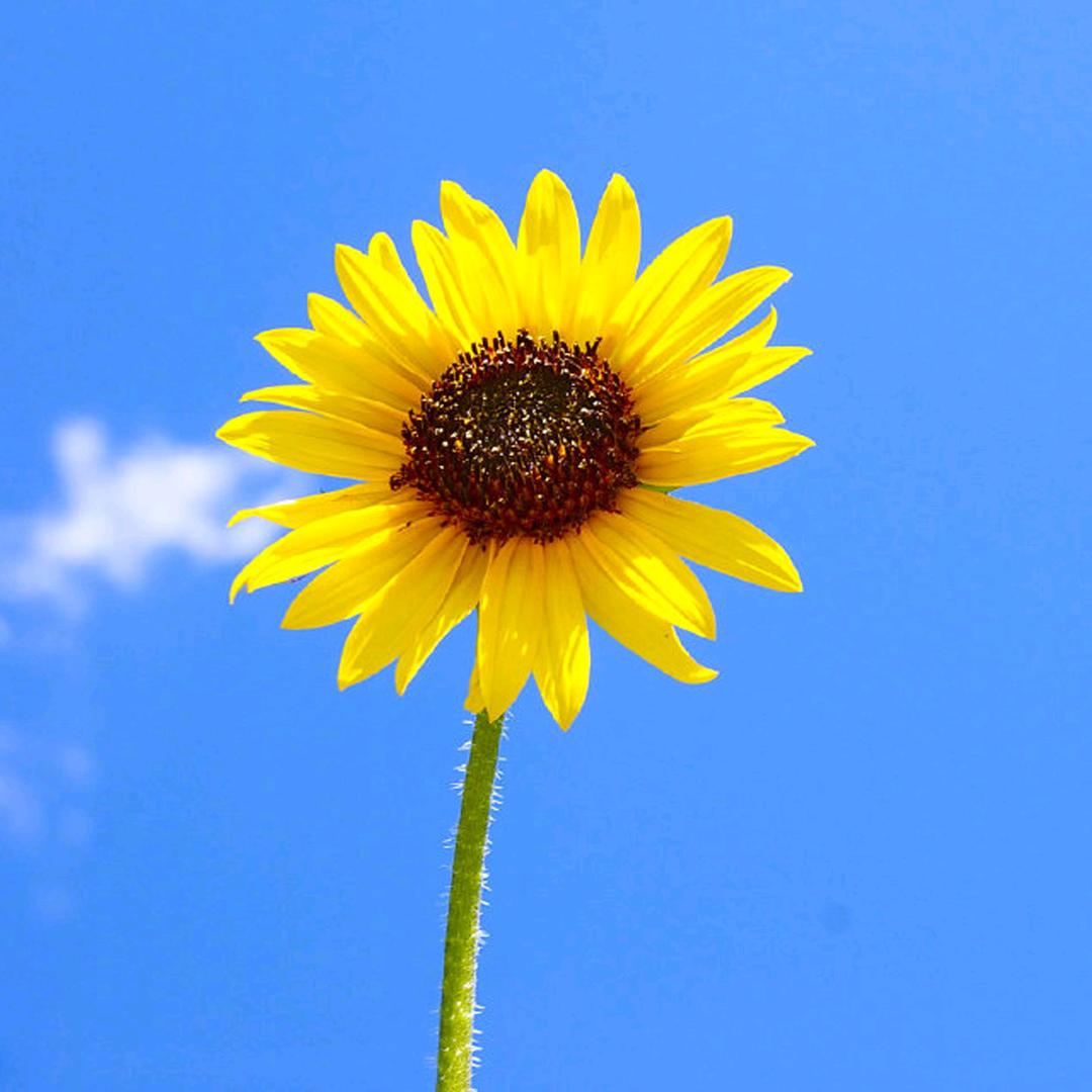 雪梨的中式养生局