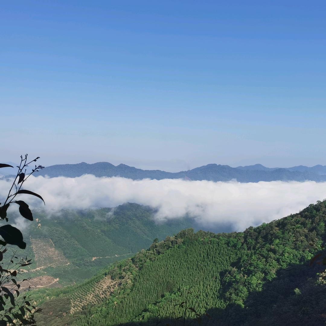 山顶上的小草