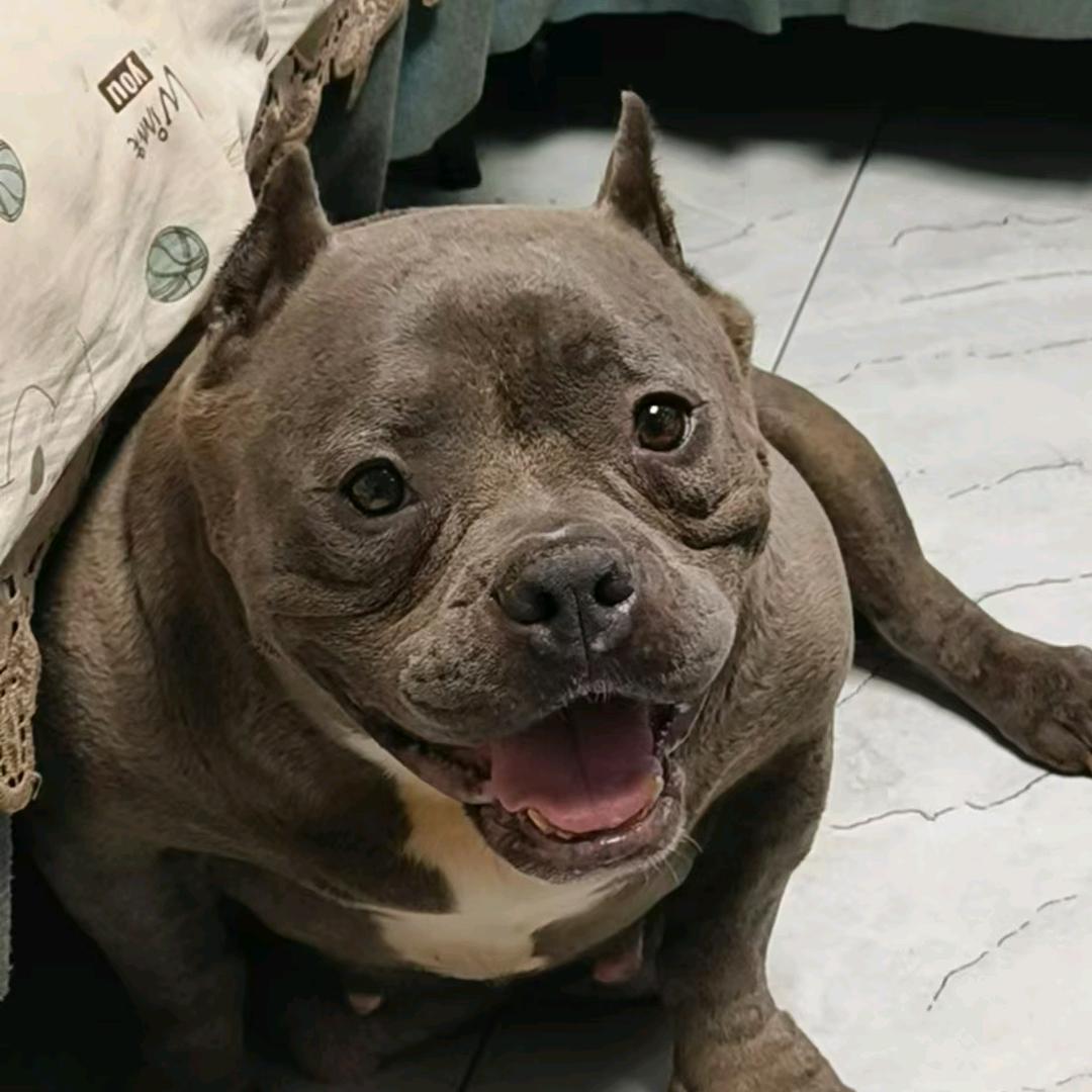 恶霸犬