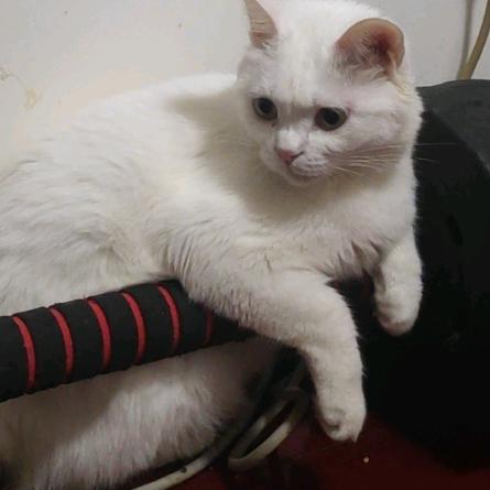 哈基哈基哈基咪