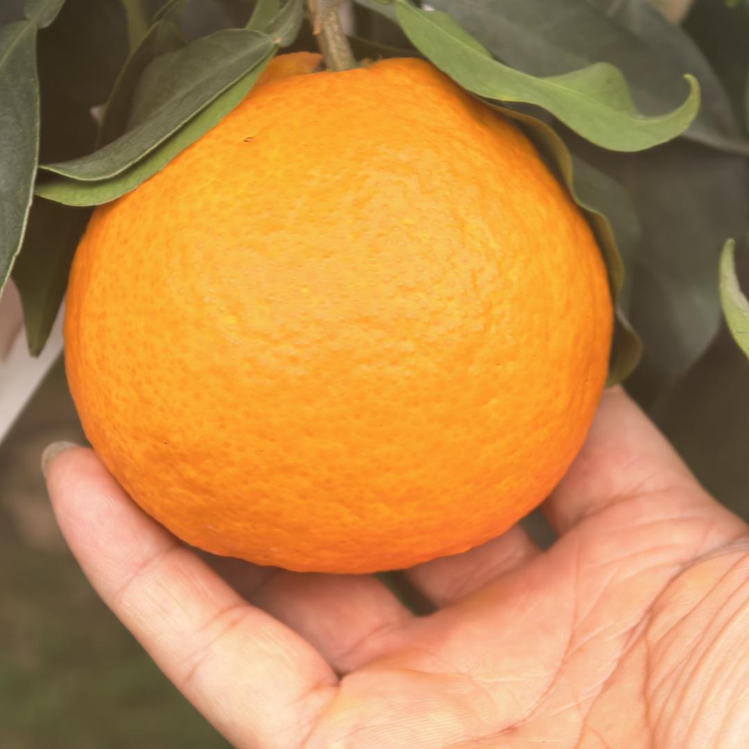 徐州玉清缘生鲜供应链