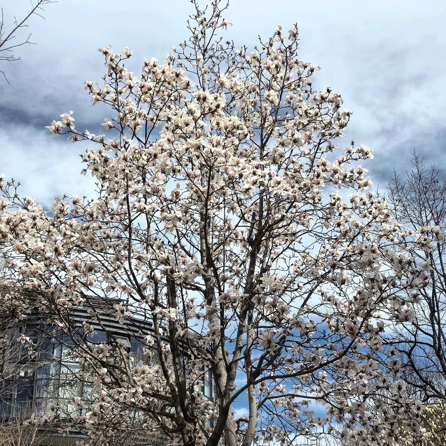 就你这大体格子