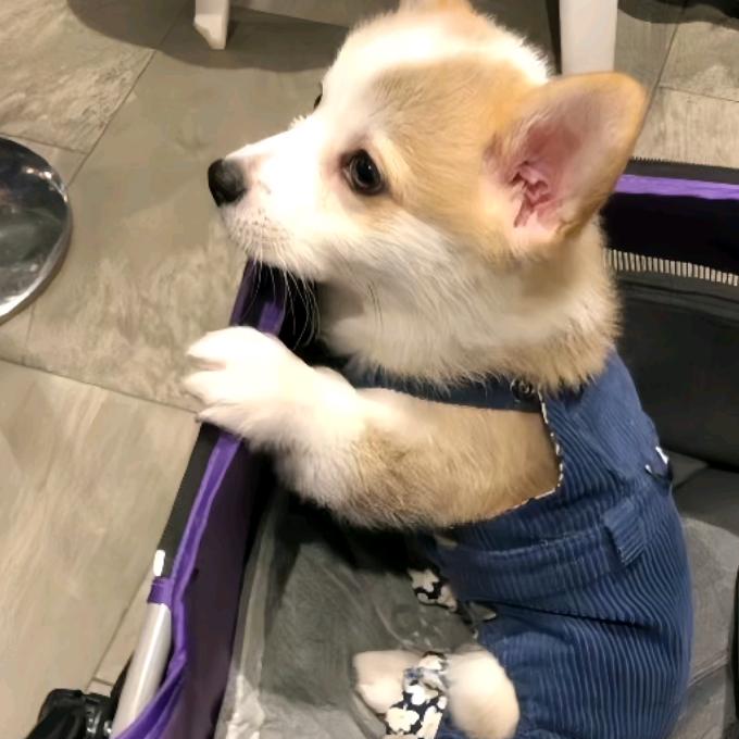 玖柒.
