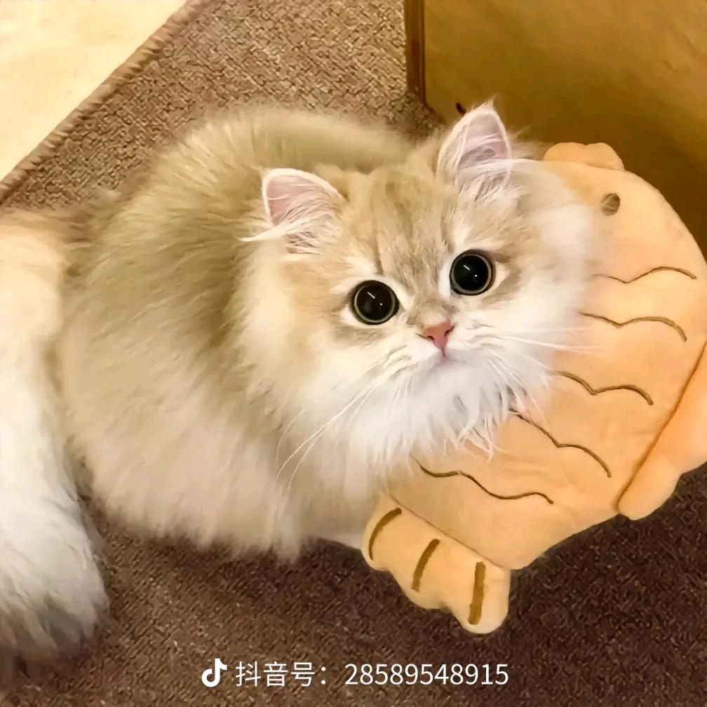 点点西
