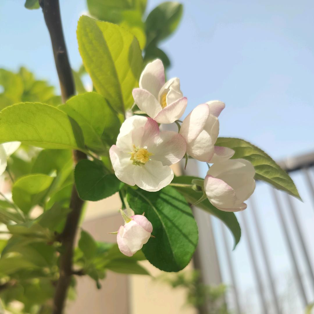 城市孤狼