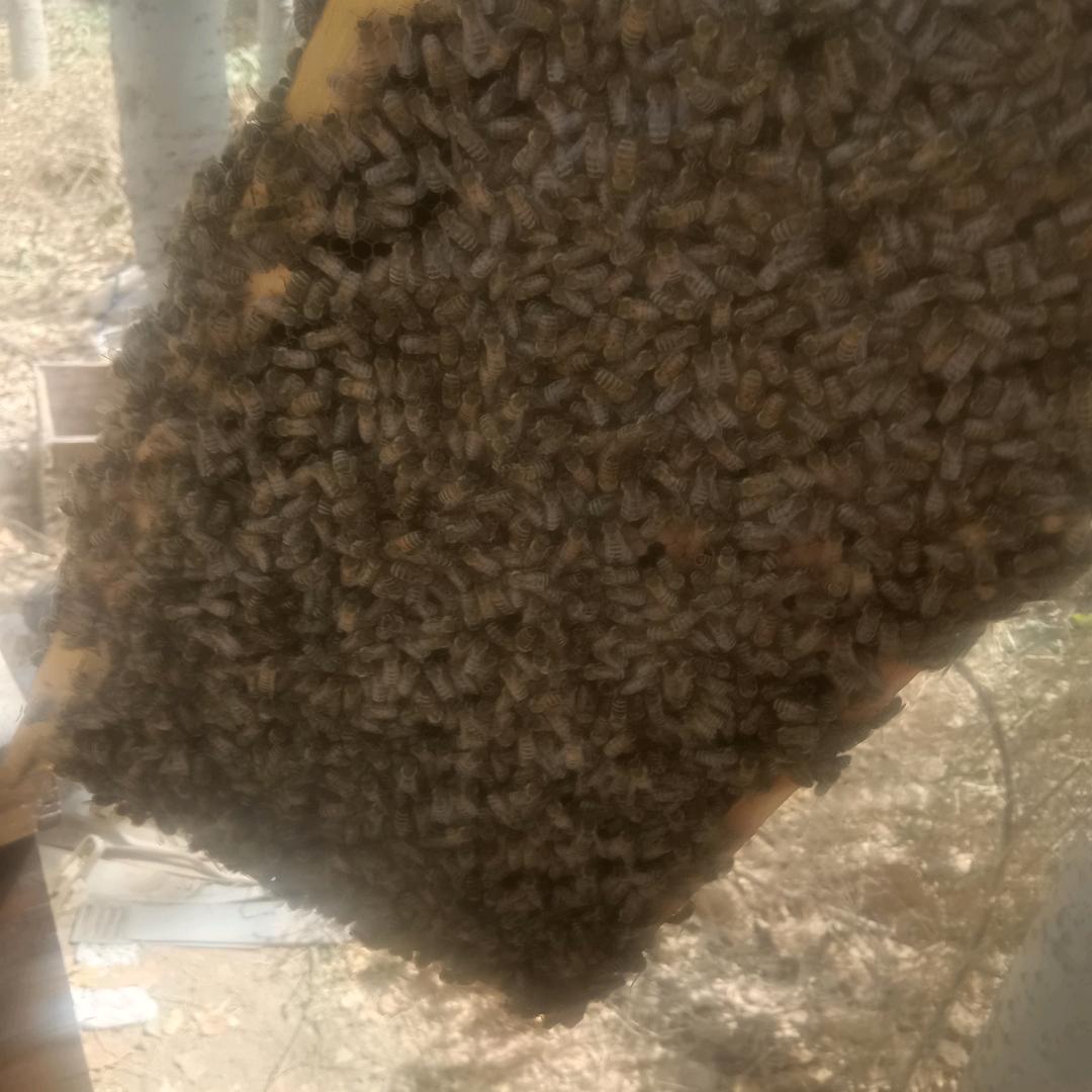 可爱