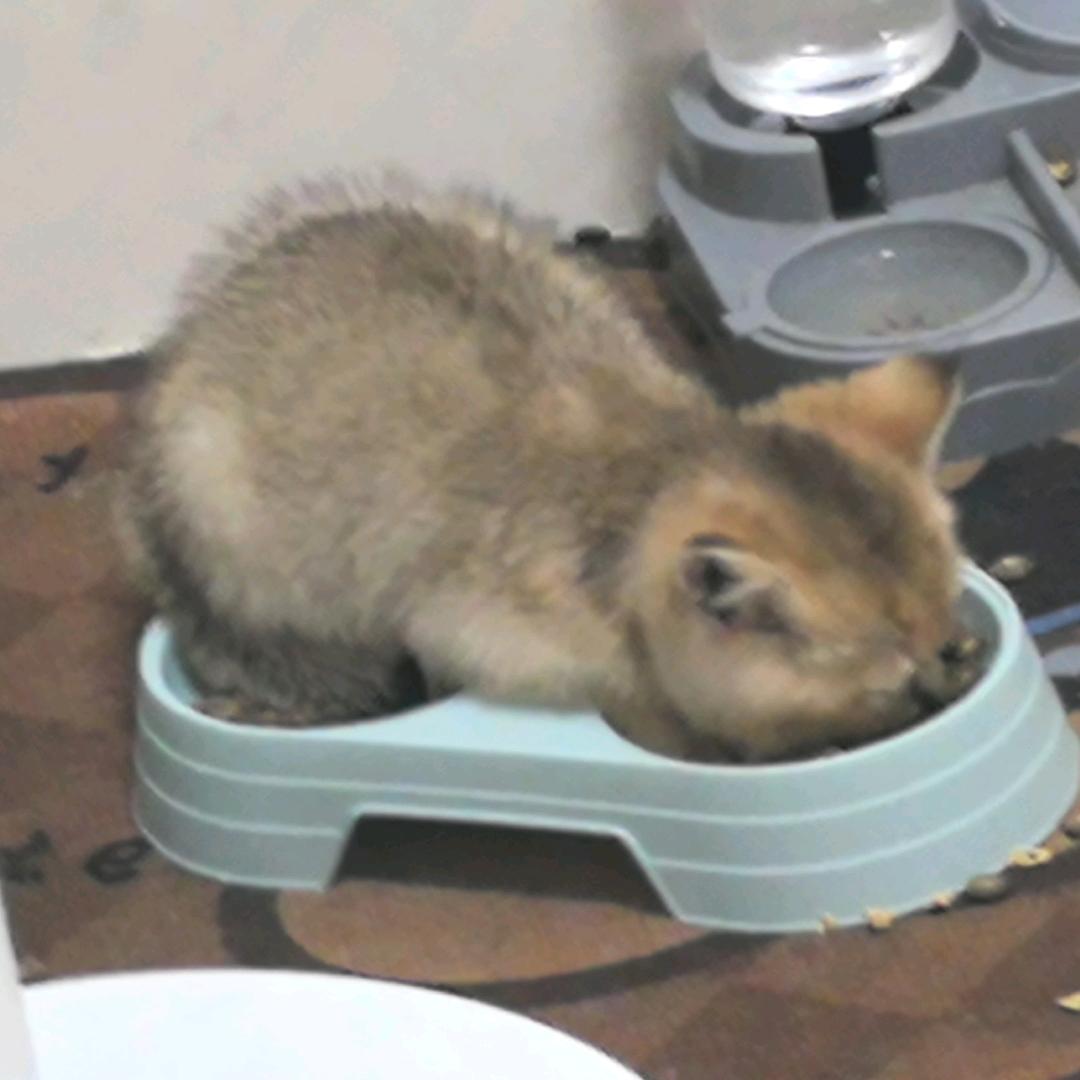 皮拾壹meme猫头像