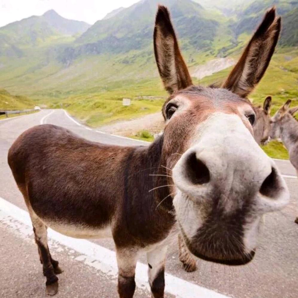 江湖人称_搞怪君