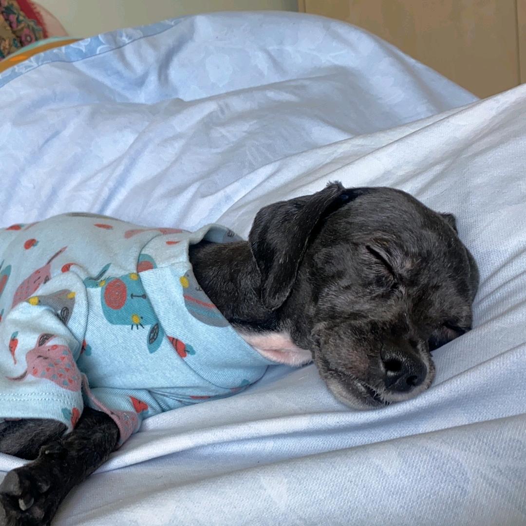 牛姥爷的菜园子